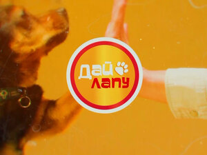 Дай лапу